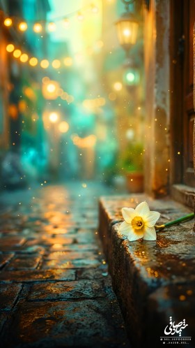 مجموعه تصویرسازی { به وقت نرگس }